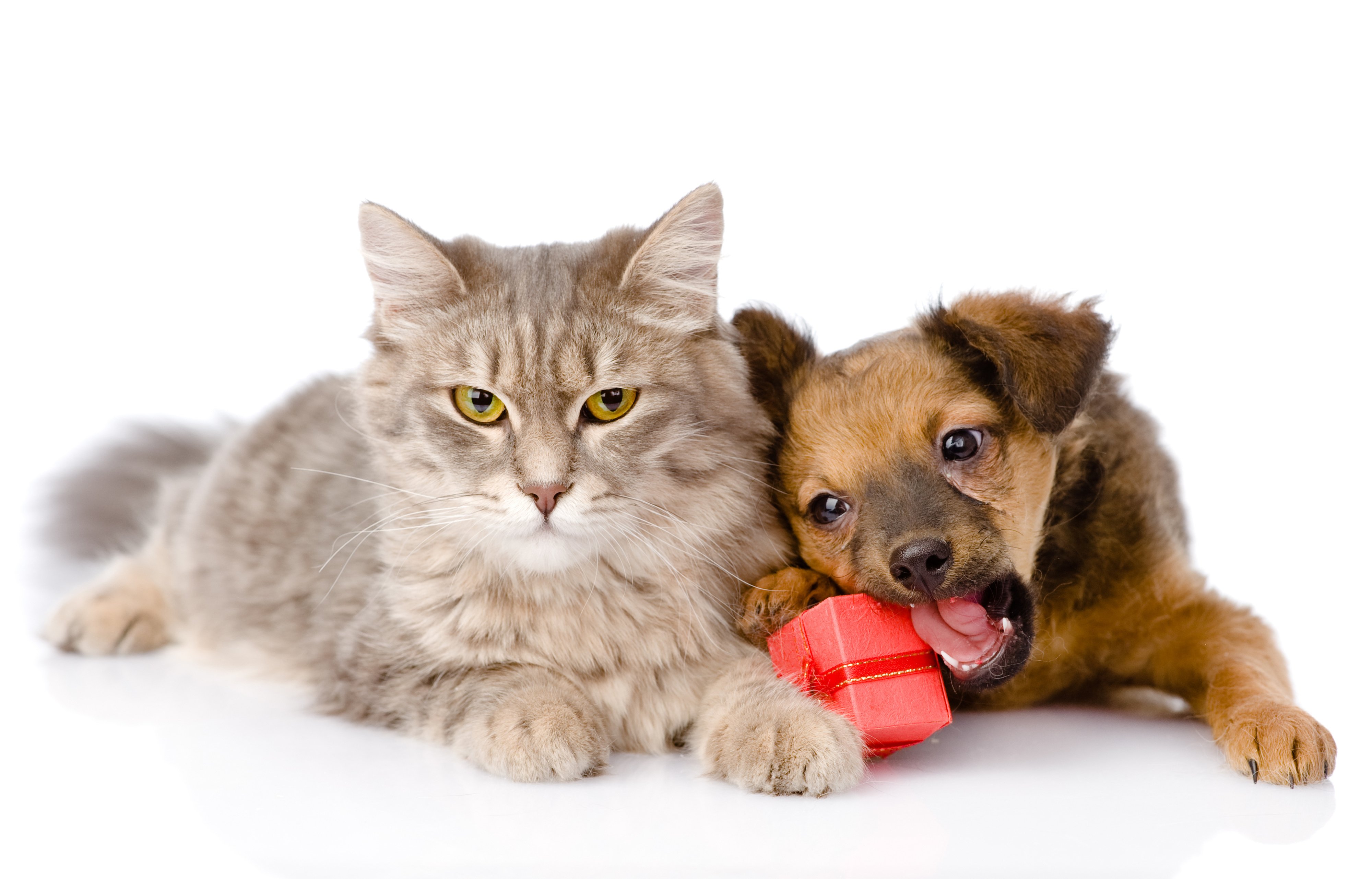 cat, Dog, Puppy Wallpaper