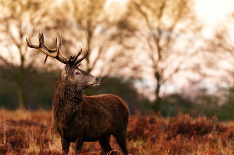 deer, Antlers, Profile, Autumn HD Wallpaper Desktop Background
