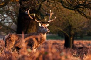 deer, Horns, Autumn