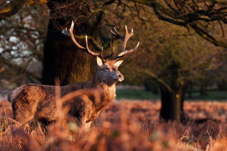 deer, Horns, Autumn HD Wallpaper Desktop Background