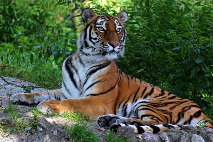 tiger, Predator HD Wallpaper Desktop Background