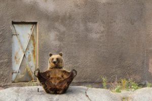 pose, Paws, Background, Door, Bear, Humor, Funny