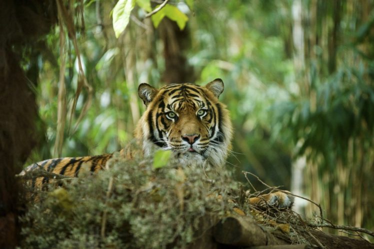 tiger, Wild, Cat, Predator, Muzzle HD Wallpaper Desktop Background