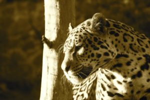 jaguar, Wild, Cat, Predator, Face, Profile, Light
