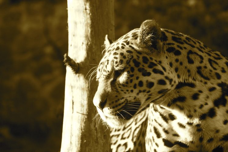 jaguar, Wild, Cat, Predator, Face, Profile, Light HD Wallpaper Desktop Background