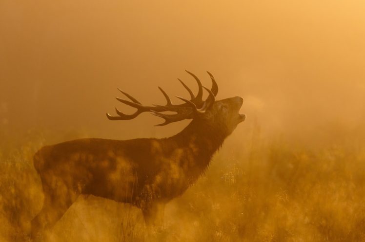 deer, Profile, Horns, The, Call, Light, Autumn HD Wallpaper Desktop Background