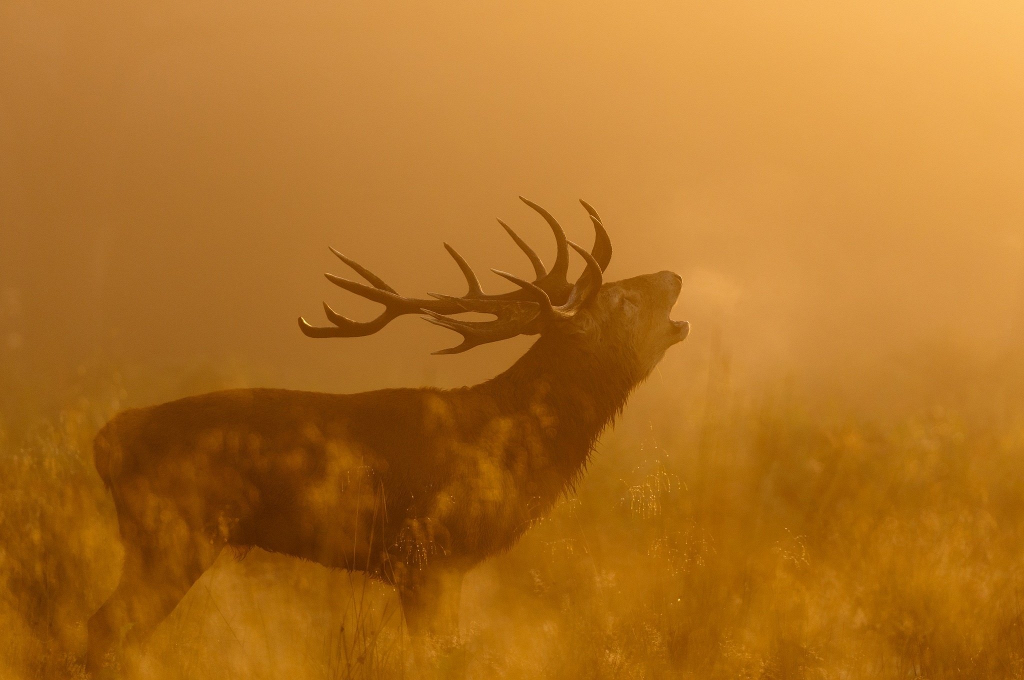 deer, Profile, Horns, The, Call, Light, Autumn Wallpaper