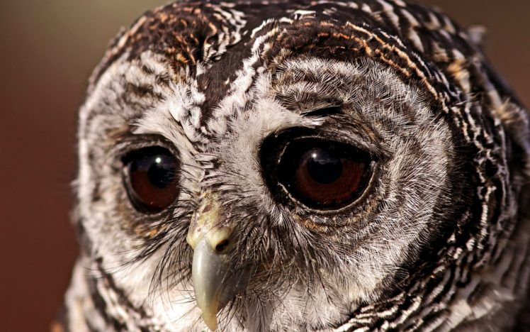 bird, Sovushka, Eyes, Sad, Eyes, Owl, Tawny, Owl HD Wallpaper Desktop Background