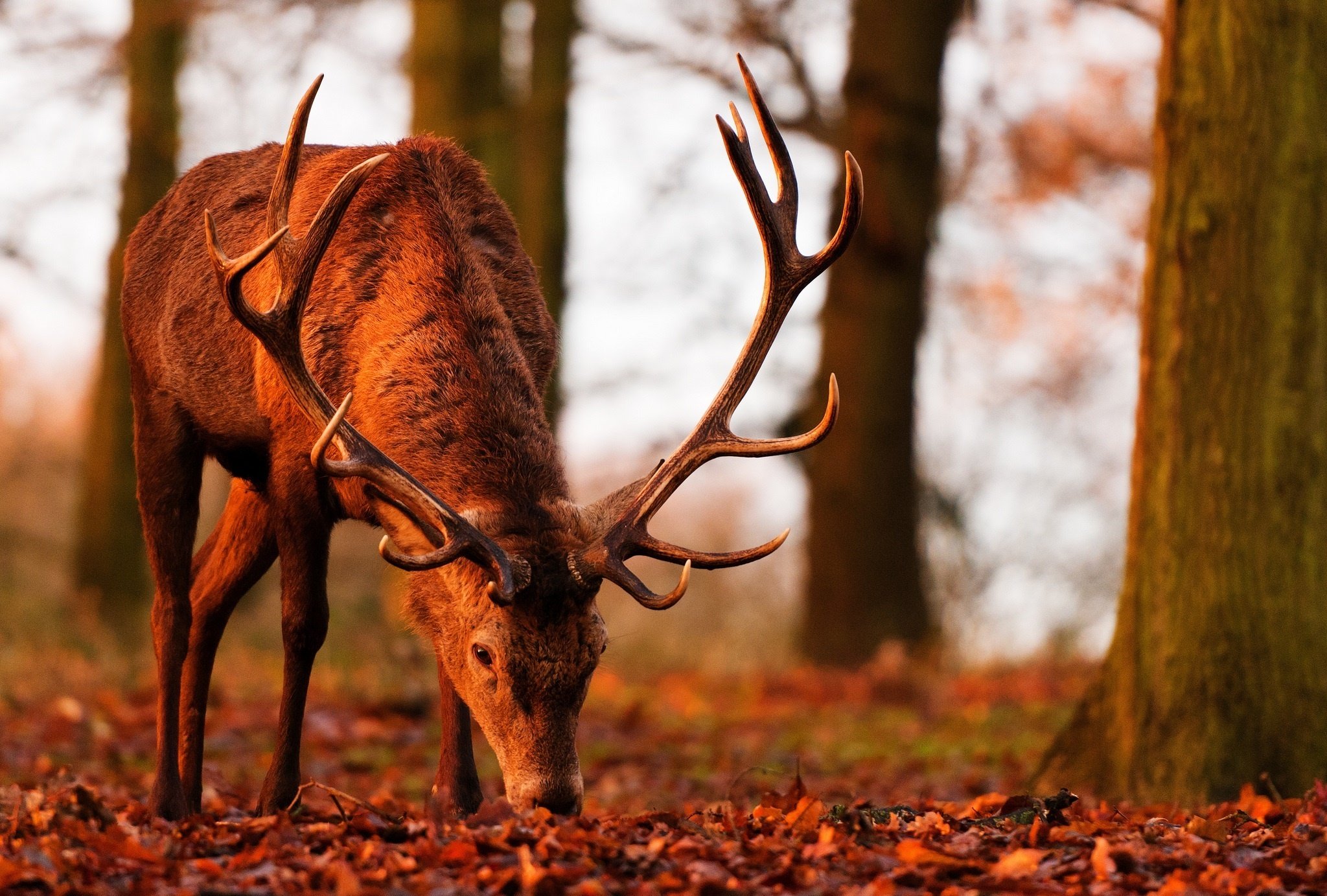 deer, Face, Horn, Autumn, Foliage, Light Wallpaper