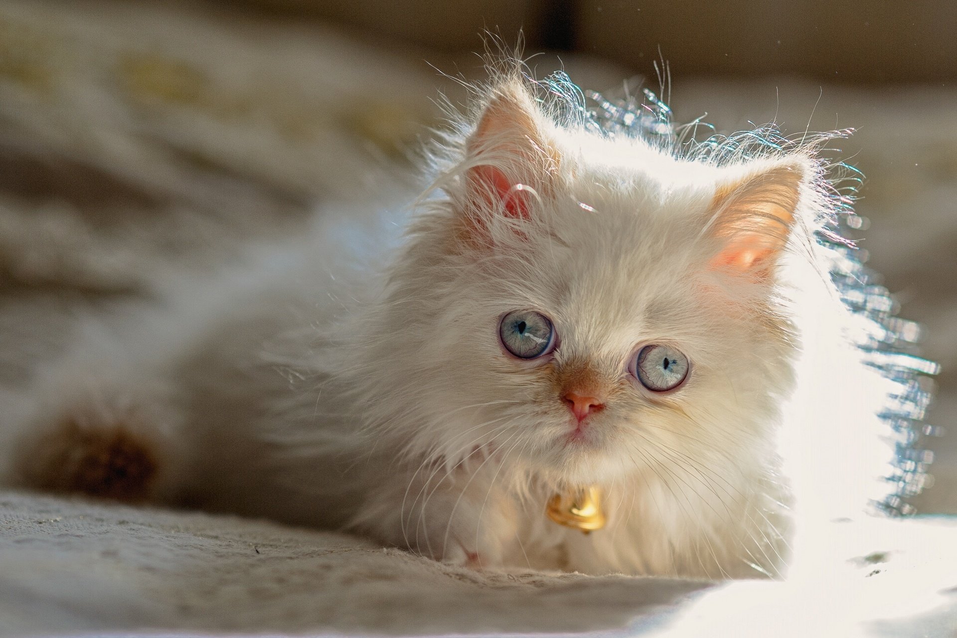 himalayan, Cats, Persian, Color point, Kitten, Blue, Eyes Wallpaper