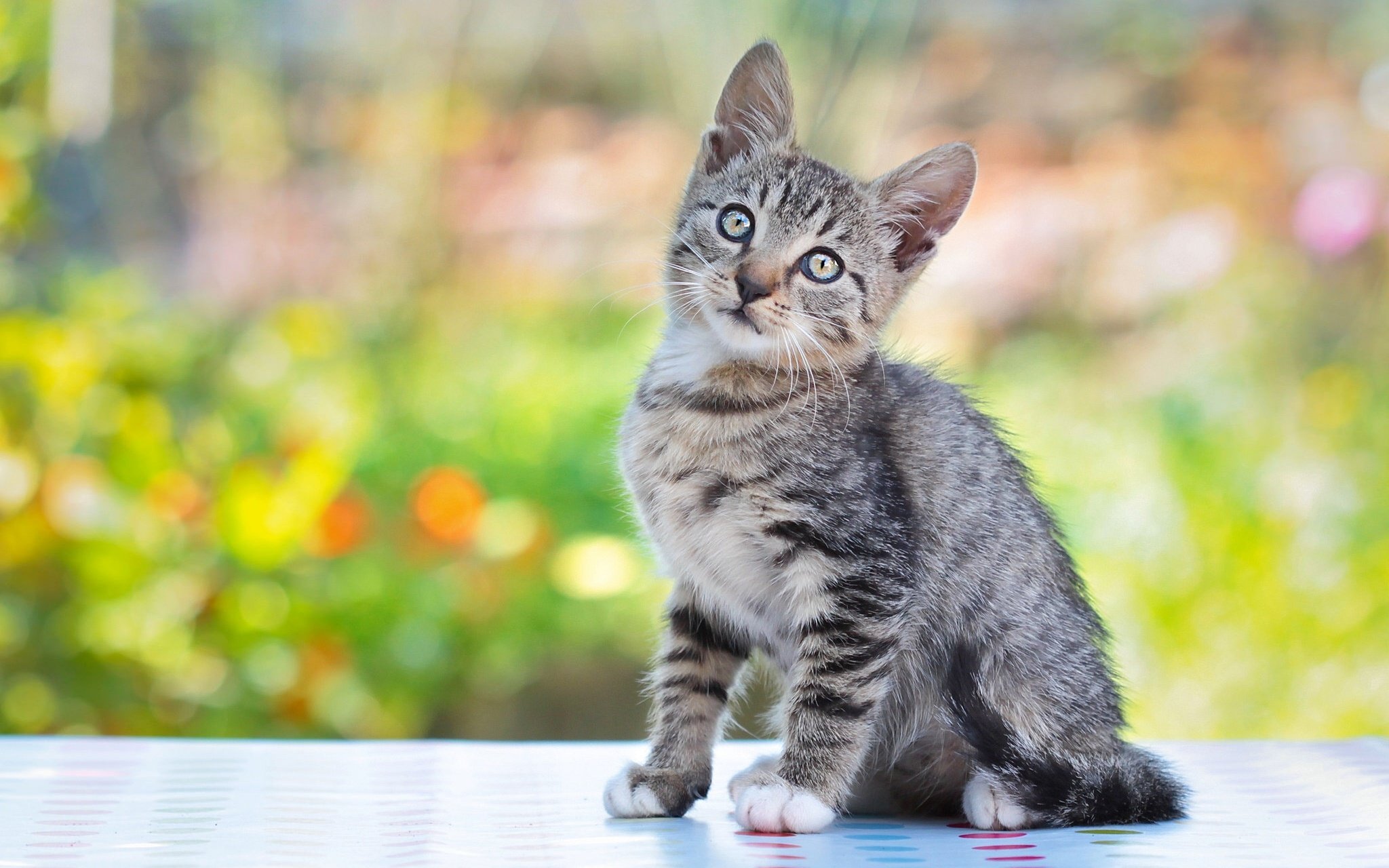 cat, Kitten, Gray Wallpaper