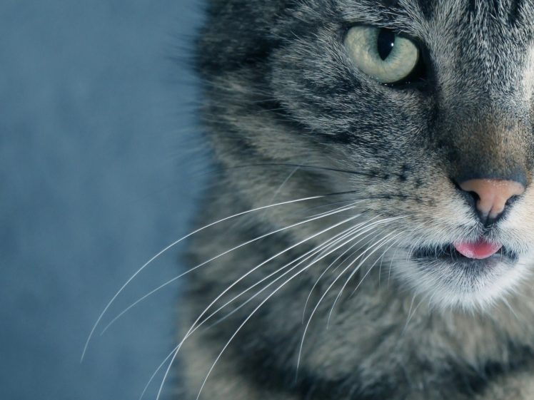 cat, Muzzle, Whiskers, Eyes HD Wallpaper Desktop Background