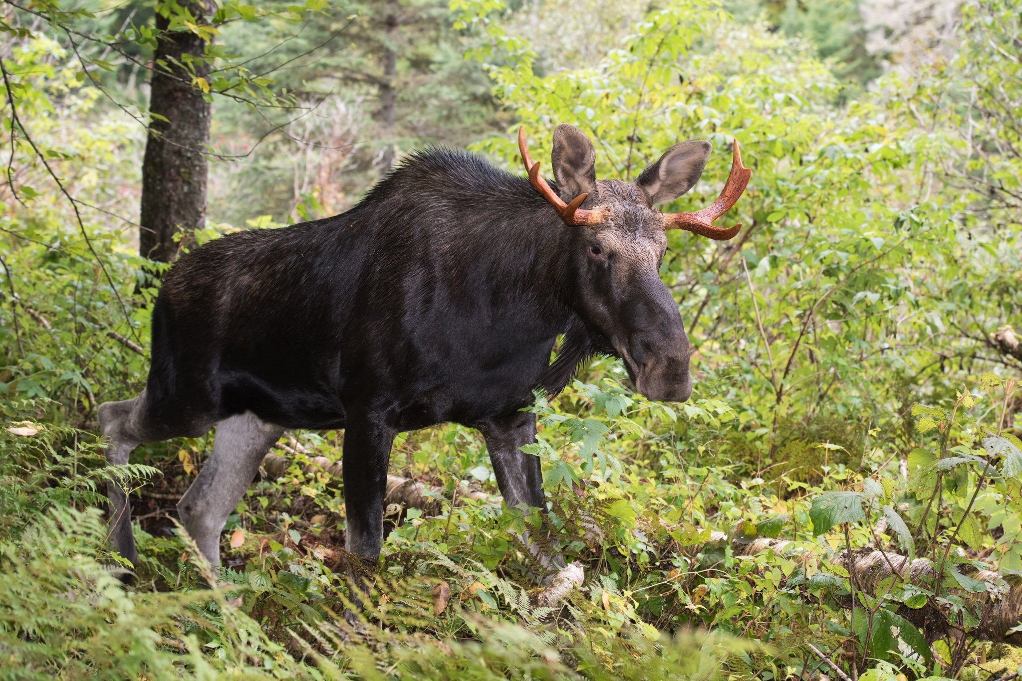 moose, Deer Wallpaper