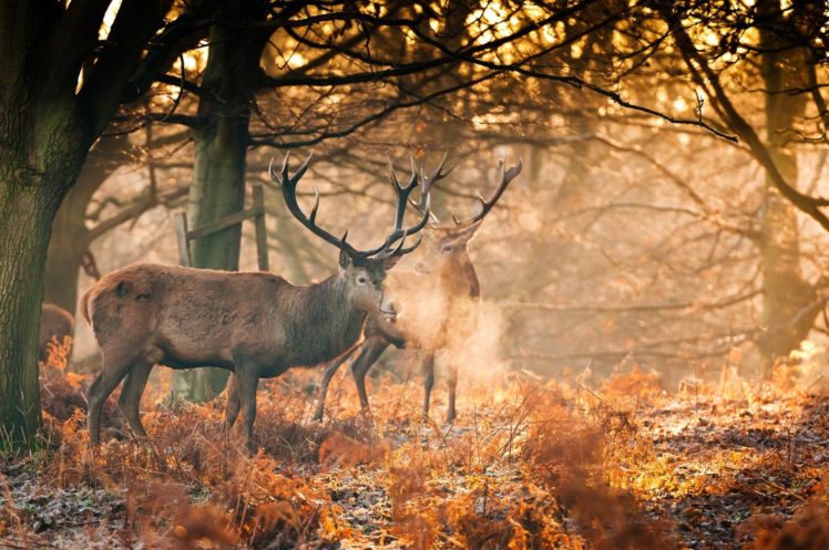 deer, Antlers, Autumn, Forest HD Wallpaper Desktop Background