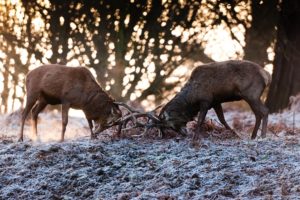 deer, Couple, Fight, Fight, Antlers, Autumn, Frost