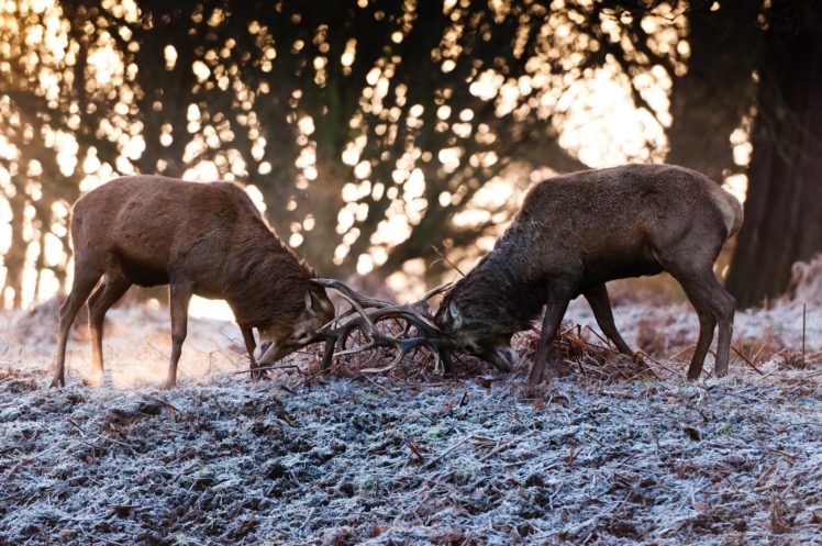 deer, Couple, Fight, Fight, Antlers, Autumn, Frost HD Wallpaper Desktop Background
