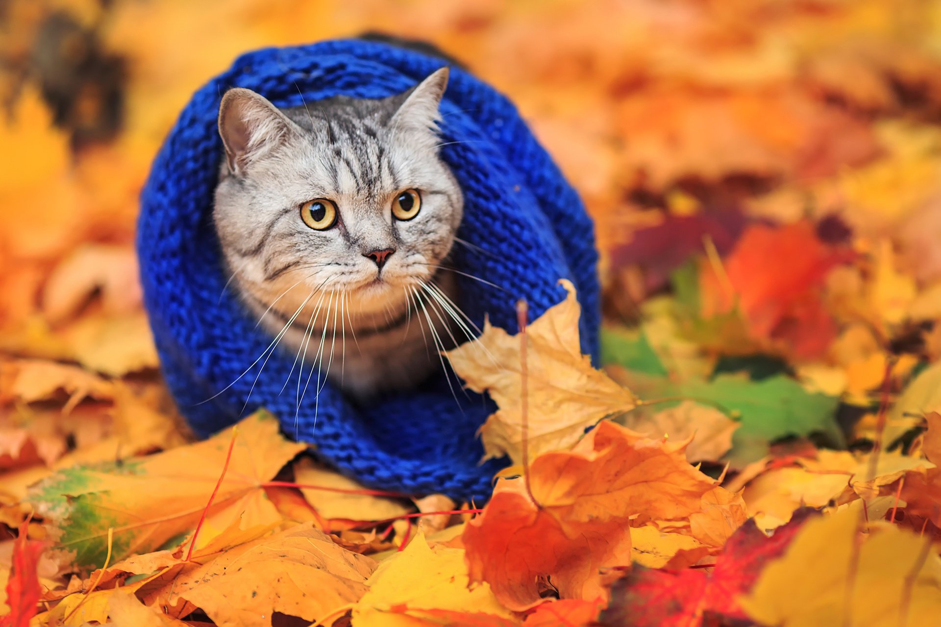 cat, Scarf, Autumn, Leaves Wallpaper