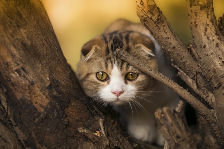 scottish, Fold, Wood, Muzzle, Eyes HD Wallpaper Desktop Background