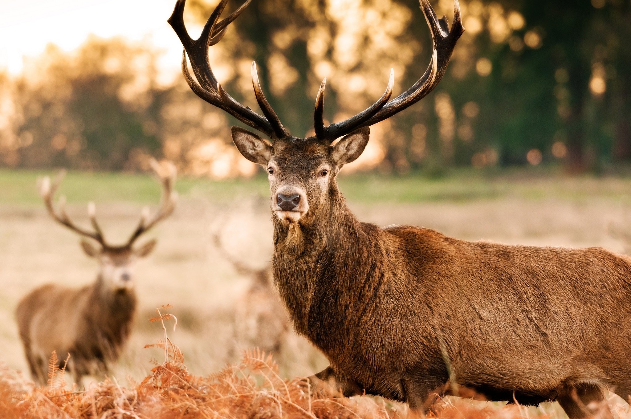 deer, Horns, Face, Fall, Autumn Wallpaper