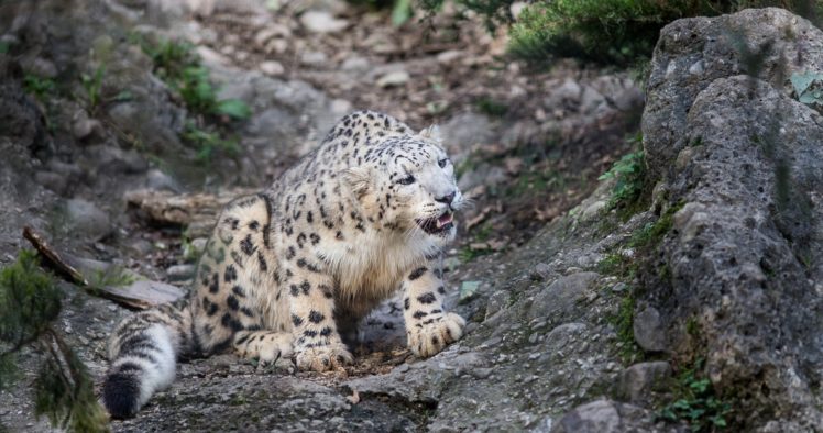 snow, Leopard, Wild, Cat, Predator, Spots, Fur HD Wallpaper Desktop Background