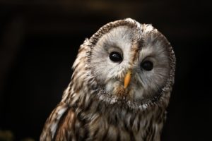 owl, Predator, Portrait, Beak, Eyes