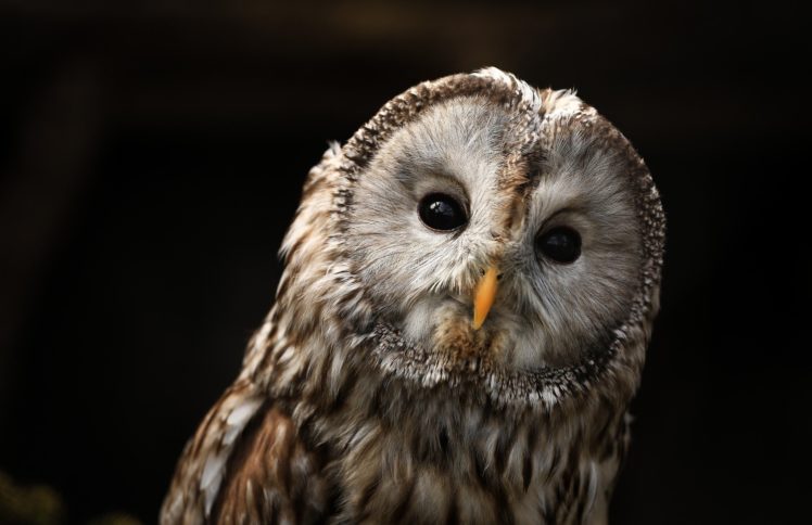 owl, Predator, Portrait, Beak, Eyes HD Wallpaper Desktop Background
