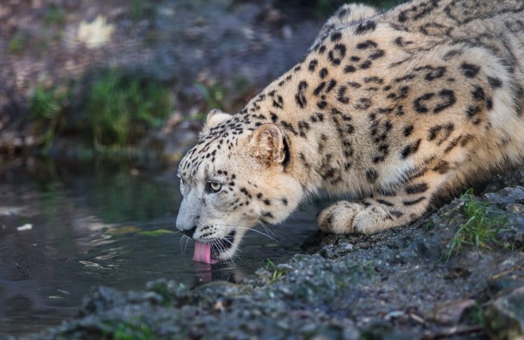 snow, Leopard, Wild, Cat, Predator, Face, Spots, Fur, Tongue, Watering HD Wallpaper Desktop Background