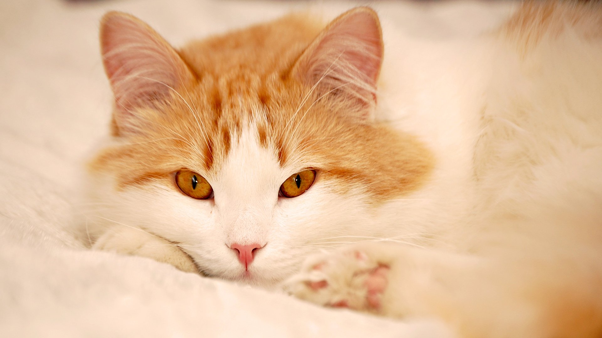 stunning, Eyes, Cute, Cat Wallpaper