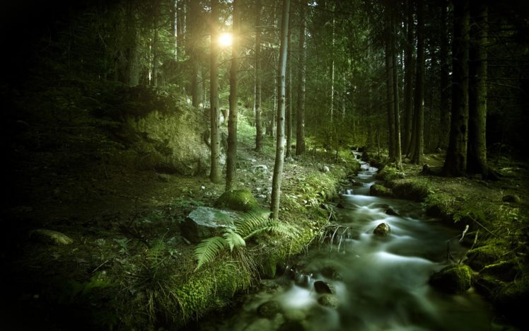 forest, Trees, Sunlight, Stream, Trees, Rivers HD Wallpaper Desktop Background