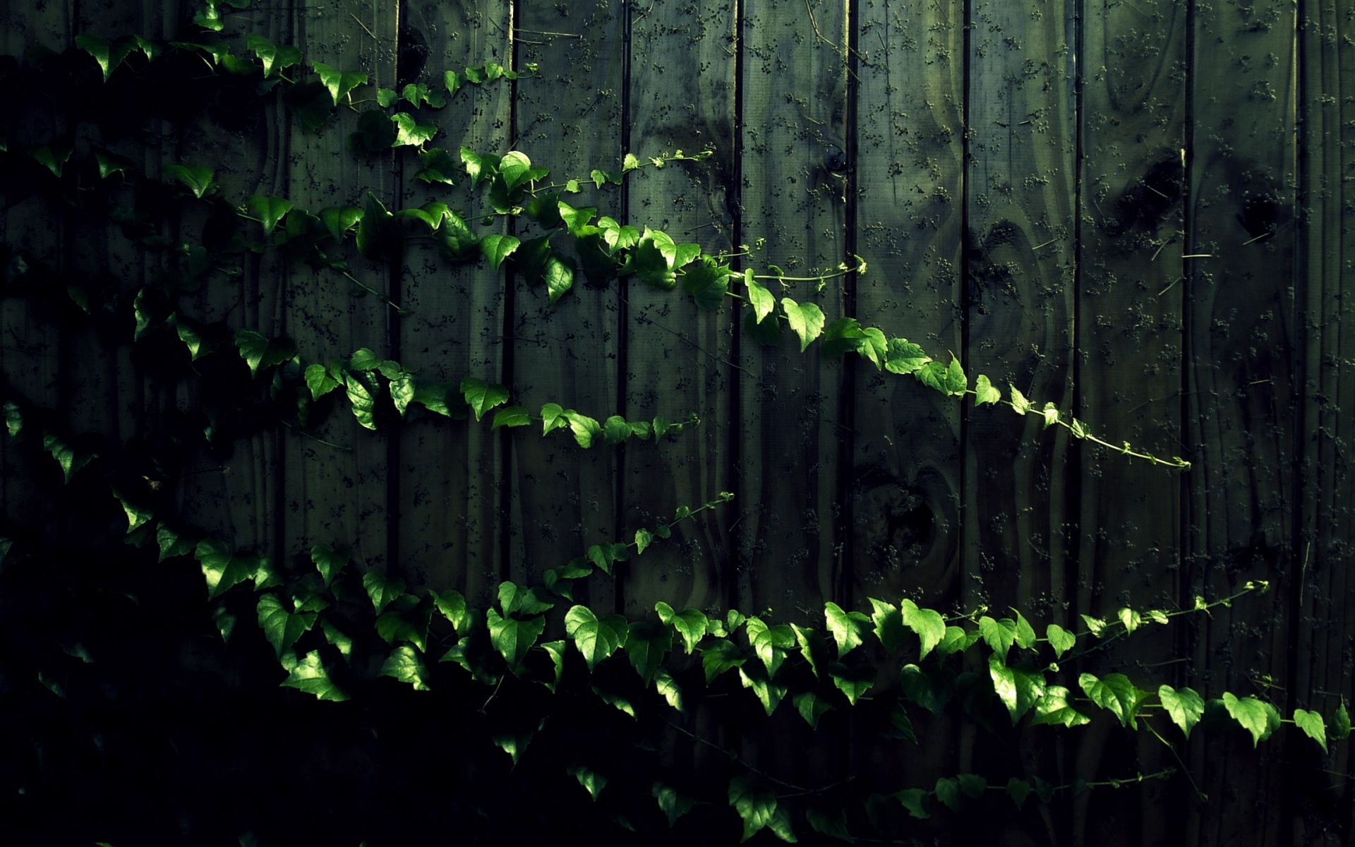 leaves, Ivy, Wall, Fence Wallpaper