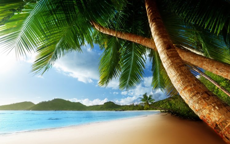 tropical, Palm, Trees, Beach, Ocean, Trees HD Wallpaper Desktop Background