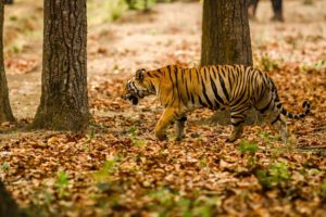 big, Cats, Tigers, Autumn, Foliage, Animals, Nature