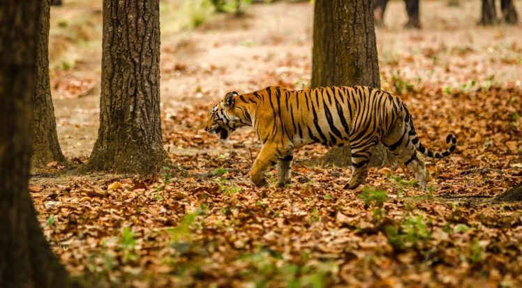 big, Cats, Tigers, Autumn, Foliage, Animals, Nature HD Wallpaper Desktop Background