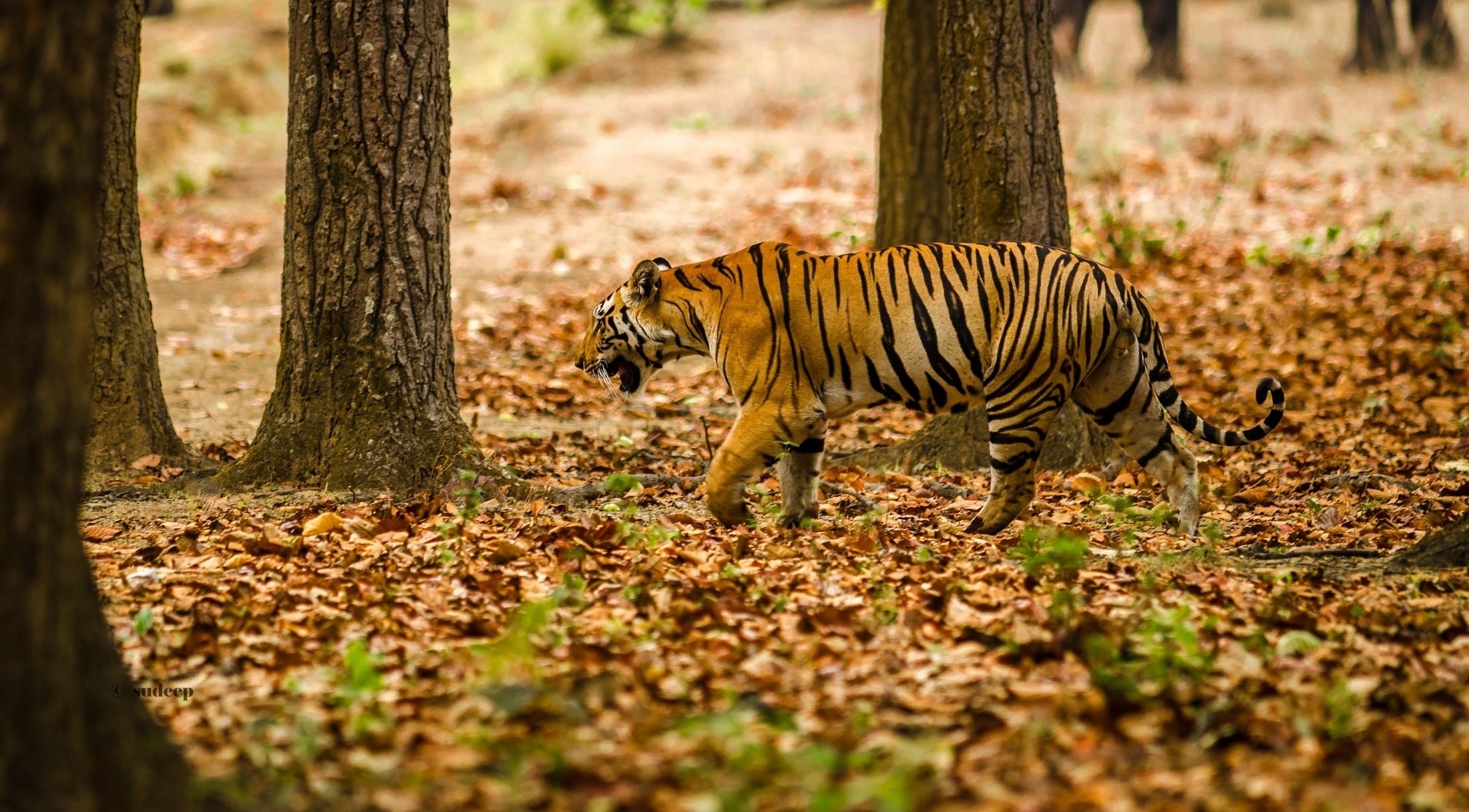 big, Cats, Tigers, Autumn, Foliage, Animals, Nature Wallpaper