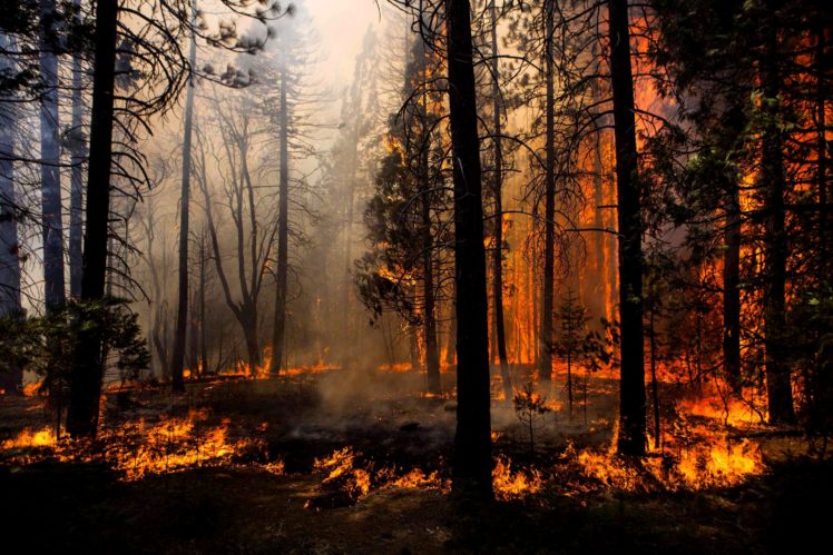 forest, Fire, Trees, Nature HD Wallpaper Desktop Background