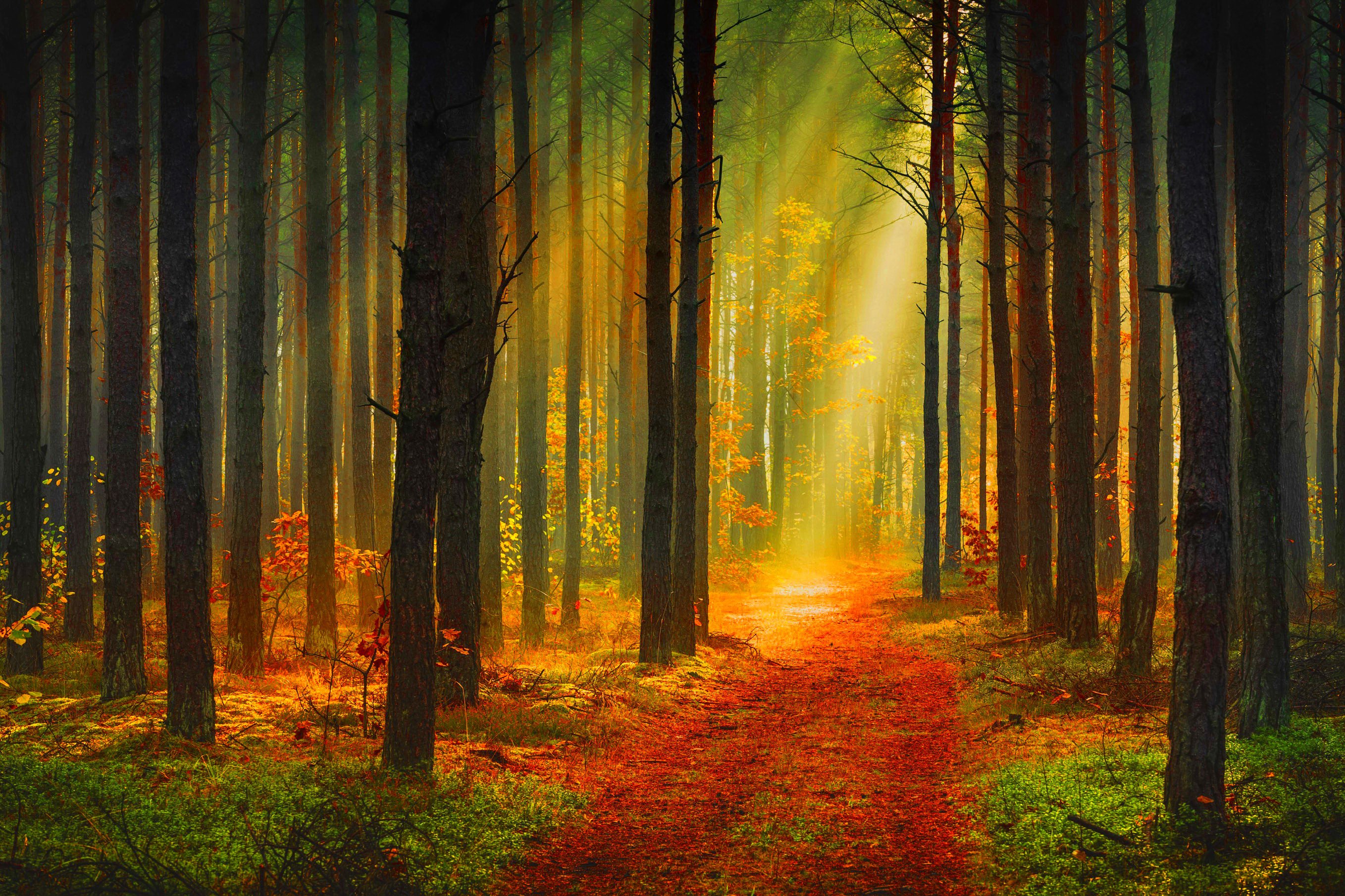 seasons, Autumn, Forest, Trunk, Tree, Rays, Of, Light, Trail, Nature Wallpaper