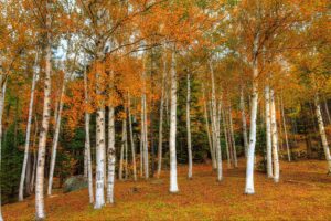 seasons, Autumn, Forests, Trees, Birch, Foliage, Nature