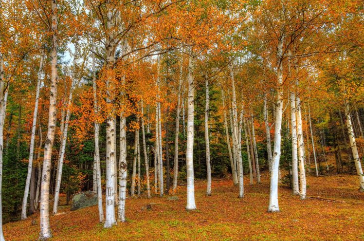 seasons, Autumn, Forests, Trees, Birch, Foliage, Nature HD Wallpaper Desktop Background