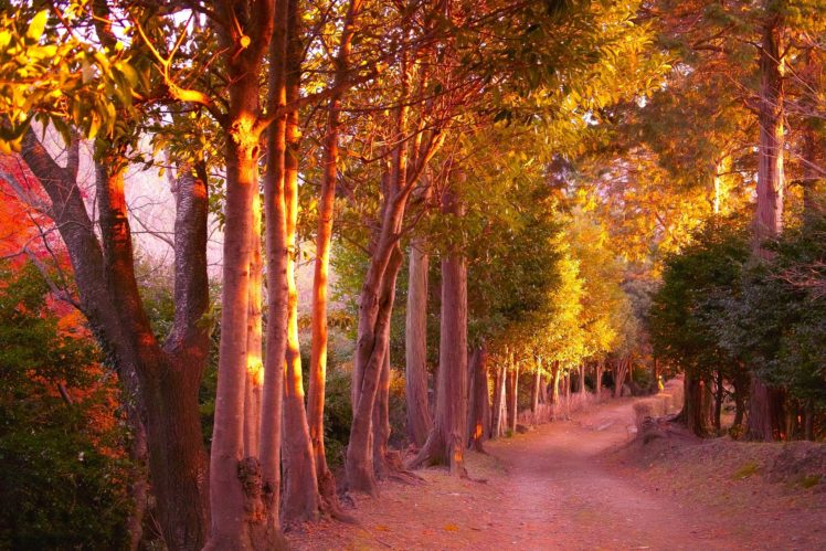 seasons, Autumn, Parks, Trees, Trail, Nature HD Wallpaper Desktop Background