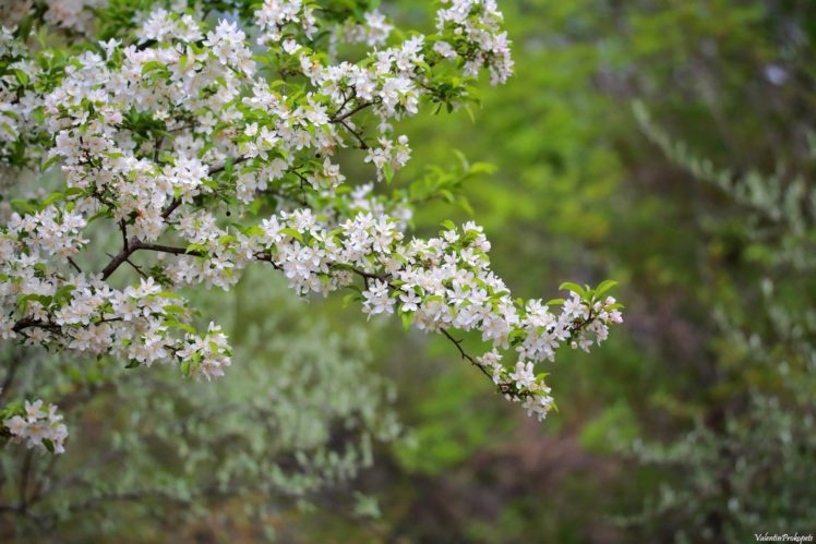 flowers, Bloom, Branch, Spring HD Wallpaper Desktop Background