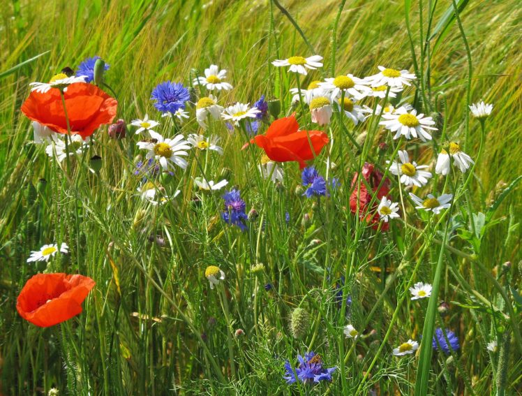 flowers, Field, Grass, Close up HD Wallpaper Desktop Background