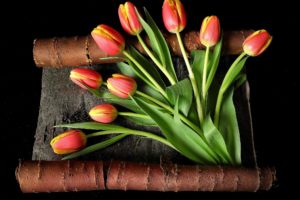 tulips, Yellow, Flowers, Red