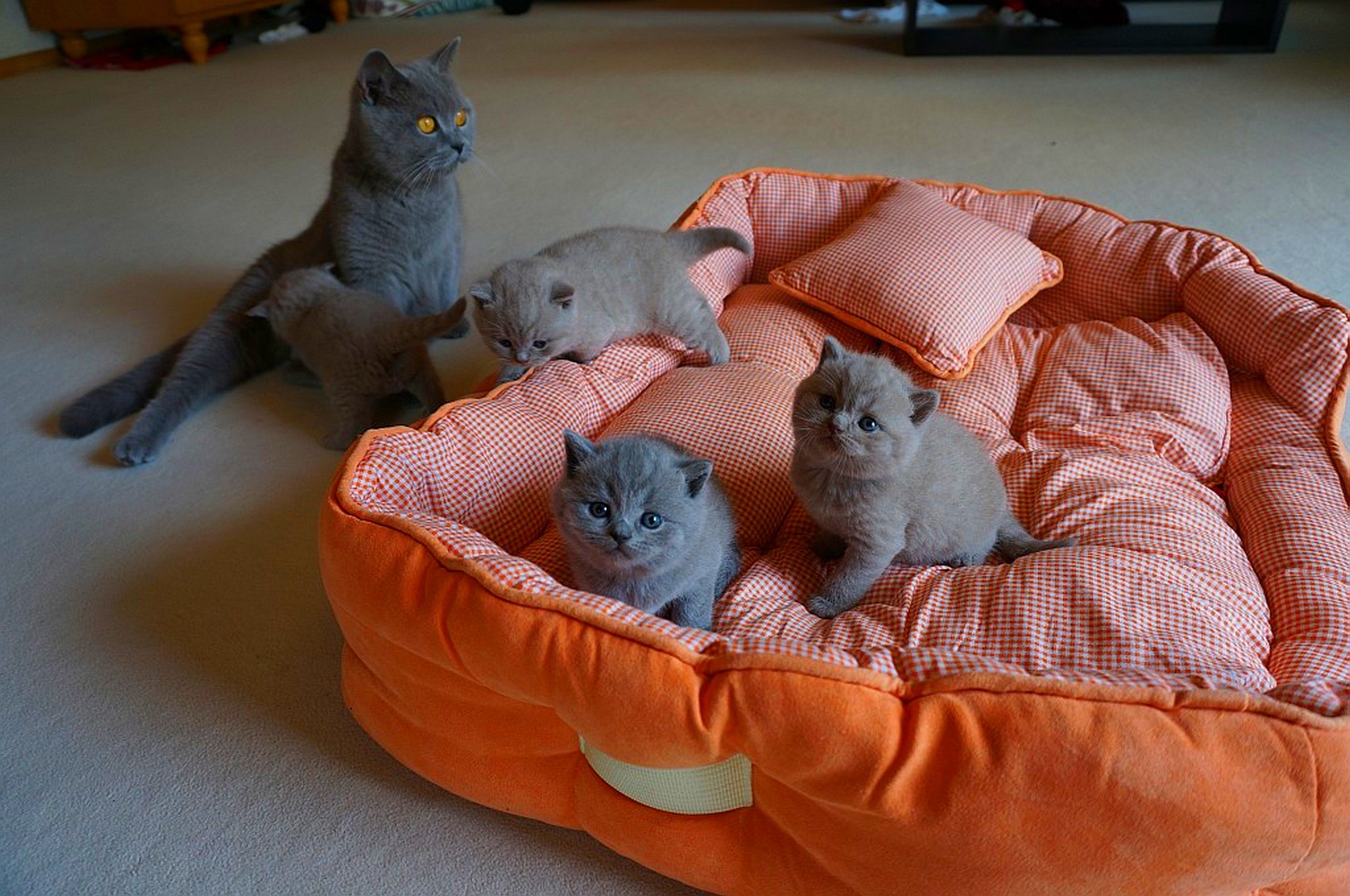 kitties, Ca Wallpaper
