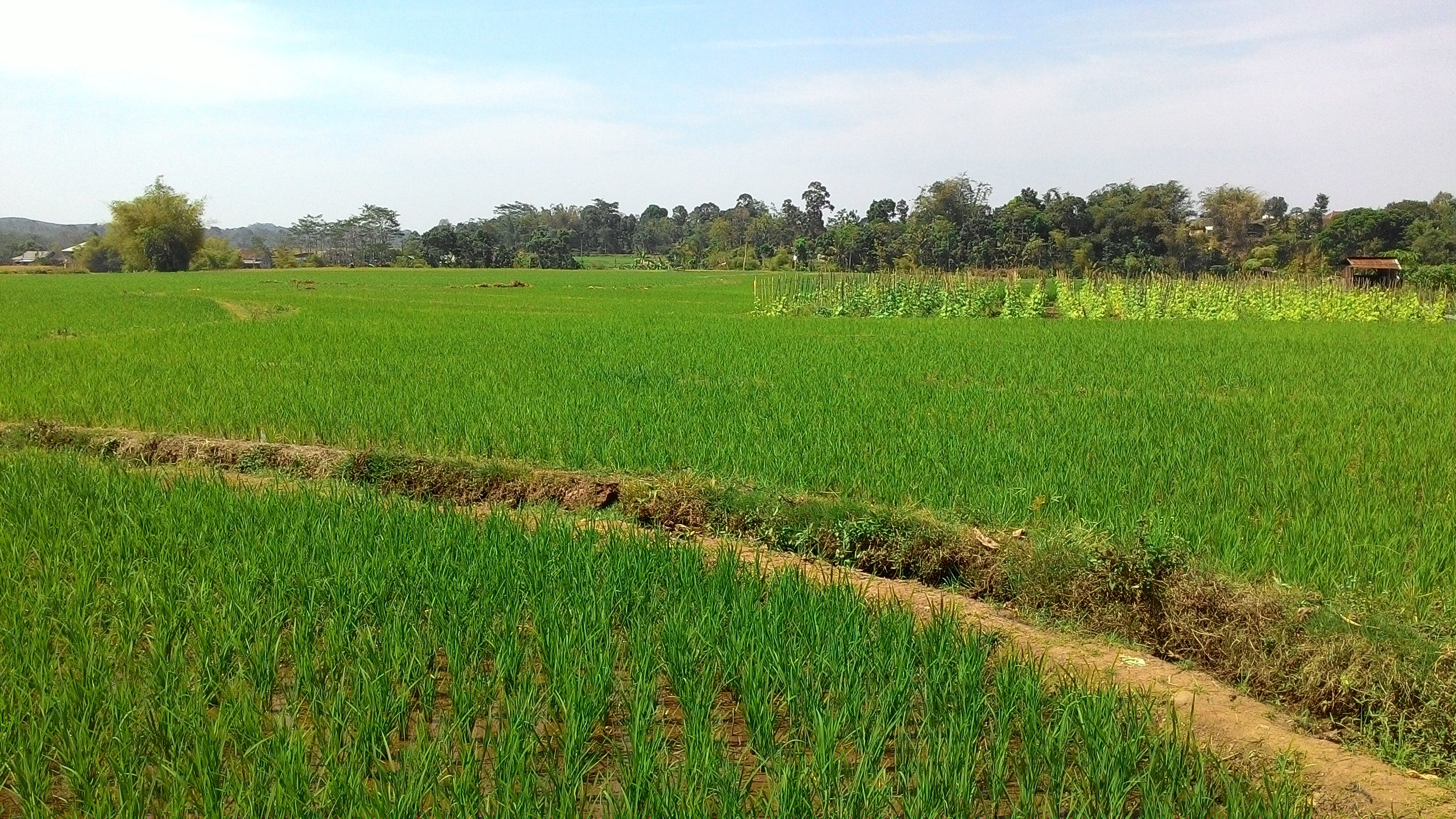 rice, Farm Wallpaper