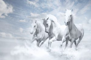 white, Horses, Clouds, Magic, Beautiful, Amazing, Animal