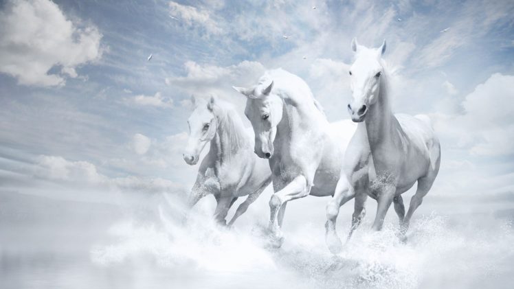white, Horses, Clouds, Magic, Beautiful, Amazing, Animal HD Wallpaper Desktop Background