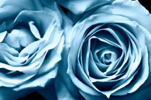 blue, Rosesscreen