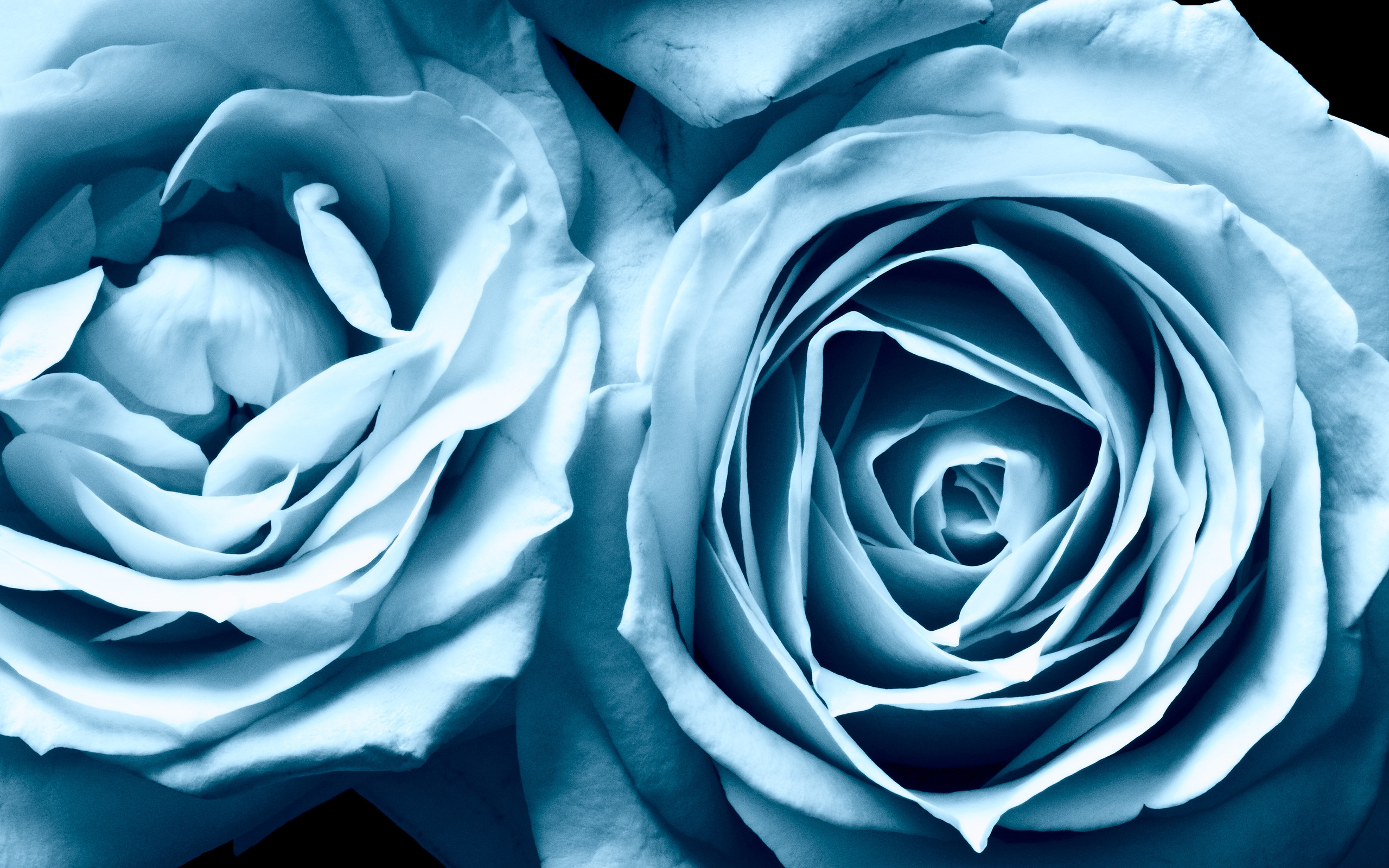 blue, Rosesscreen Wallpaper