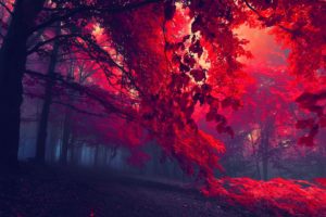forest, Autumn, Trees, Fog, Red, Dark, Beautiful, Amazing