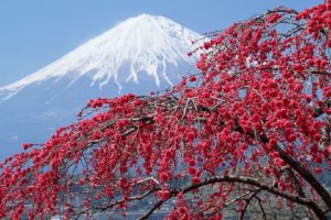 mountain, Snow, Flowers, Beautiful, Red, Tree